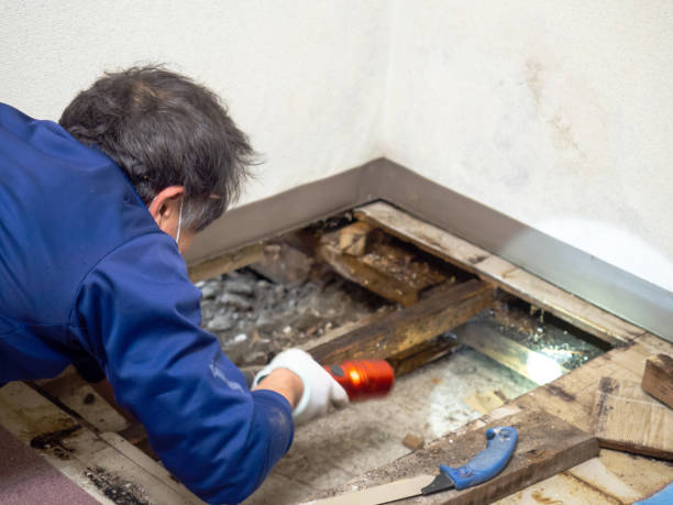 Best Mold Remediation for Specific Building Types in Bayport, MN