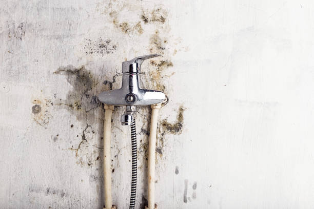 Best Residential Mold Remediation in Bayport, MN
