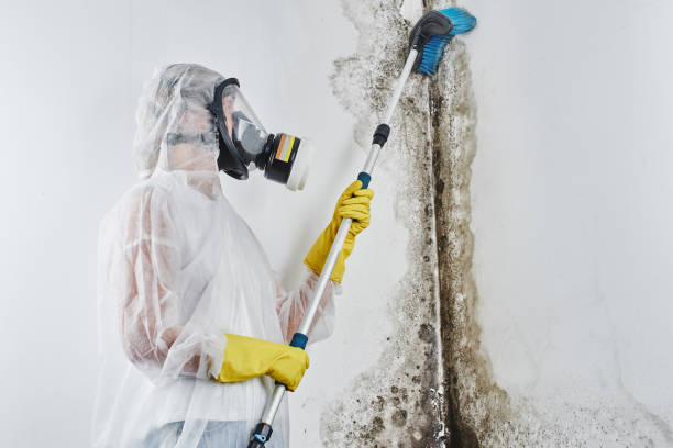Best Mold Remediation for Specific Building Types in Bayport, MN