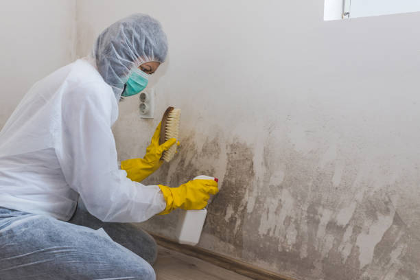 Best Post-Flood Mold Remediation in Bayport, MN