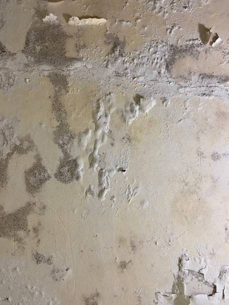 Professional Mold Remediation in Bayport, MN