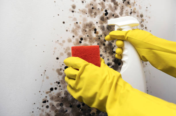Best Attic Mold Remediation in Bayport, MN