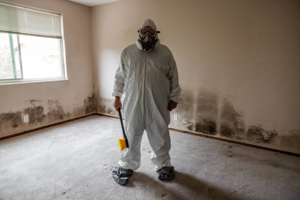 Best HVAC Mold Remediation in Bayport, MN
