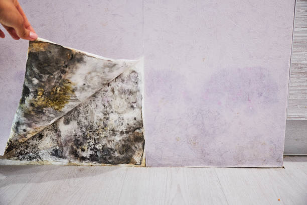 Best Basement Mold Remediation in Bayport, MN